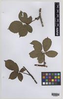 Paratype of Rubus varvicensis Edees [family ROSACEAE]