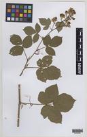 Paratype of Rubus varvicensis Edees [family ROSACEAE]