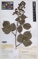 Isotype of Rubus rubristylus W.C.R.Watson [family ROSACEAE]