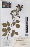 Isolectotype of Rubus rubritinctus W.C.R.Watson [family ROSACEAE]