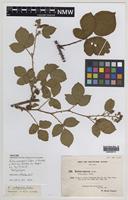 Isosyntype of Rubus subopacus Sudre [family ROSACEAE]