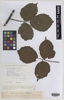 Isoparatype of Rubus tumulorum Rilstone [family ROSACEAE]