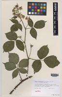 Isotype of Rubus vindomensis D.E. Allen [family ROSACEAE]