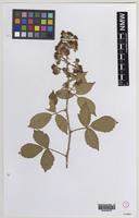 Isolectotype of Rubus wolley-dodii (Sudre) W.C.R.Watson [family ROSACEAE]