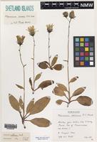 Isotype of Hieracium scotii P.D. Sell [family ASTERACEAE]