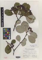Holotype of Sorbus stenophylla M.C.F.Proctor [family ROSACEAE]