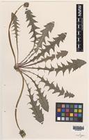 Isotype of Taraxacum richardsianum C.C.Haw. [family ASTERACEAE]