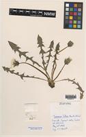 Isotype of Taraxacum luteum C.C.Haw. & A.J.Richards [family ASTERACEAE]