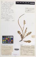 Lectotype of Taraxacum brachyglossum (Dahlst.) Raunk. [family ASTERACEAE]