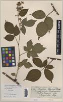 Syntype of Rubus acutifrons Ley [family ROSACEAE]