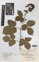 Isotype of Rubus altiarcuatus W.C.Barton & Ridd. [family ROSACEAE]