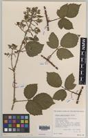 Paratype of Rubus anglofuscus Edees [family ROSACEAE]