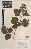 Paratype of Rubus anglofuscus Edees [family ROSACEAE]