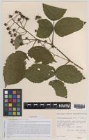 Holotype of Rubus angloserpens Edees & A.Newton [family ROSACEAE]