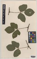 Paratype of Rubus aquarum A.Newton & M.Porter [family ROSACEAE]