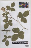 Type of Rubus ariconiensis A.Newton & M.Porter [family ROSACEAE]