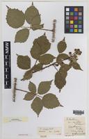 Isoparatype of Rubus atrebatum A.Newton [family ROSACEAE]