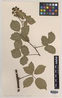 Isoparatype of Rubus bartonii A.Newton [family ROSACEAE]