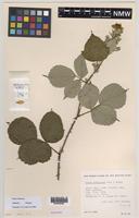 Paratype of Rubus boudiccae A.L.Bull & Edees [family ROSACEAE]
