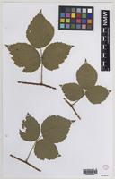 Syntype of Rubus britannicus W.M.Rogers [family ROSACEAE]
