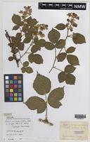 Syntype of Rubus castrensis Wolley-Dod [family ROSACEAE]