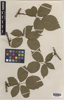 Paratype of Rubus daltrii Edees & Rilstone [family ROSACEAE]