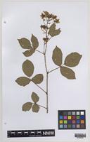 Paratype of Rubus daltrii Edees & Rilstone [family ROSACEAE]