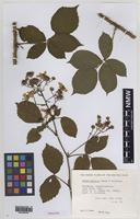 Paratype of Rubus daltrii Edees & Rilstone [family ROSACEAE]