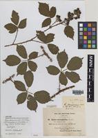Isotype of Rubus dasycoccus W.C.R.Watson [family ROSACEAE]