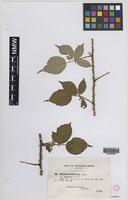 Syntype of Rubus diversiarmatus W.C.R.Watson [family ROSACEAE]