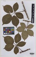 Isotype of Rubus ebudensis A.Newton [family ROSACEAE]