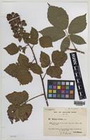 Isotype of Rubus erythrops Edees & A.Newton [family ROSACEAE]