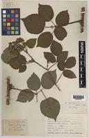 Paratype of Rubus gallofuscus A.Newton & M.Porter [family ROSACEAE]