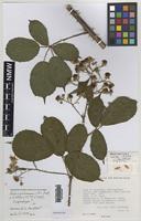 Isoparatype of Rubus gariannensis A.L.Bull [family ROSACEAE]