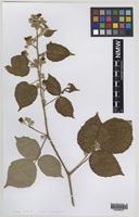 Isolectotype of Rubus herefordensis Sudre [family ROSACEAE]