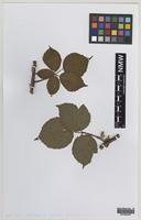 Syntype of Rubus hesperius W.M.Rogers [family ROSACEAE]