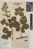 Syntype of Rubus hirsutissimus (Sudre & Ley) W.C.R.Watson [family ROSACEAE]