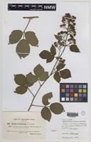 Isotype of Rubus iceniensis A.Newton & H.E.Weber [family ROSACEAE]