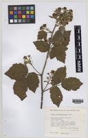 Paratype of Rubus informifolius Edees [family ROSACEAE]