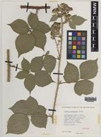 Holotype of Rubus intensior Edees [family ROSACEAE]