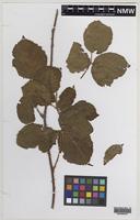 Isotype of Rubus lanaticaulis Edees & A.Newton [family ROSACEAE]