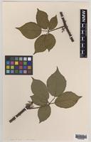 Holotype of Rubus malvernicus Edees [family ROSACEAE]