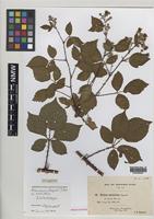 Isolectotype of Rubus mercicus Bagn. [family ROSACEAE]
