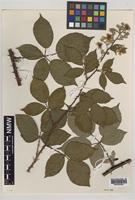 Paratype of Rubus milfordensis Edees [family ROSACEAE]