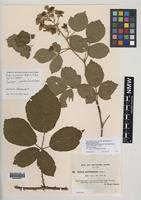 Syntype of Rubus mollissimus W.M.Rogers [family ROSACEAE]