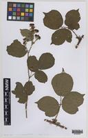 Syntype of Rubus mucronatiformis (Sudre) W.R.C.Watson [family ROSACEAE]