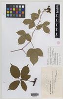 Isoparatype of Rubus nobilissimus (W.C.R.Watson) Pearsall [family ROSACEAE]