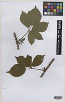 Paratype of Rubus norvicensis A.L.Bull & Edees [family ROSACEAE]