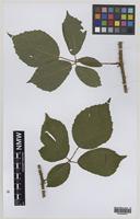 Paratype of Rubus norvicensis A.L.Bull & Edees [family ROSACEAE]