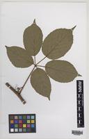 Holotype of Rubus obscuriflorus Edees & A.Newton [family ROSACEAE]